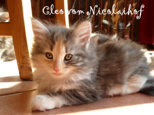 www.nicolaihof.de